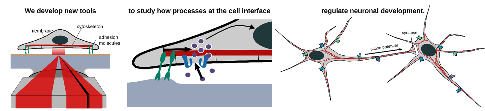 Three illustrations below the sentence: 'We develop new tools to study how processes at the cell interface regulate neuronal development.' First illustration shows a surface plasmon resonance microscope, second the cell membrane an internal structures interacting with the surrounding, third shows two neurons and an action potential.